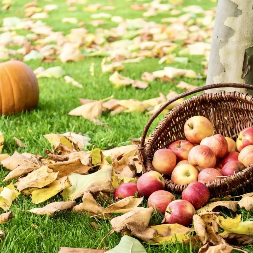 untitled design-17-1 – Going Local Long Island Apple Picking